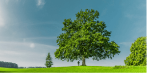 A tree with green background 